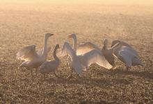 Whooper Swans at Daybreak DM0395