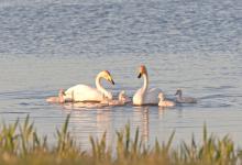Whooper Swans with Cygnets DM0962