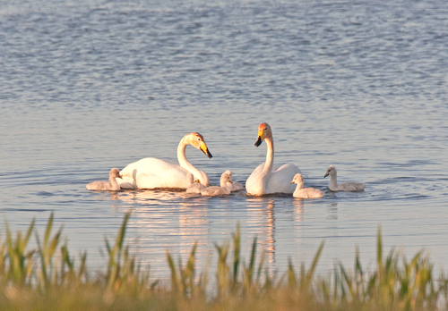 Whooper Swans with Cygnets DM0962
