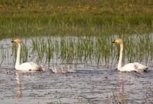 Whooper Swans with Cygnets DM0963