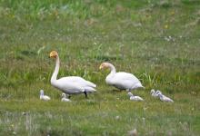Whooper Swans with Cygnets DM0978