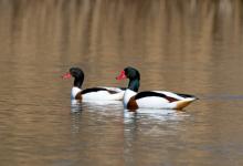   Pair of Shellducks DM1638