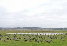 Brent Geese DM1639