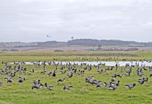 Brent Geese DM1640