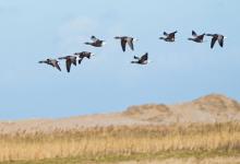 Brent Geese in Flight DM0415