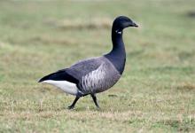 Brent Goose DM1641