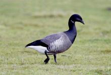 Brent Goose DM1642