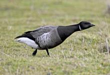 Brent Goose DM1643