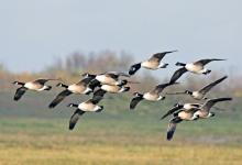 Canada Geese 2
