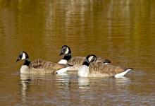 Canada Geese DM1284