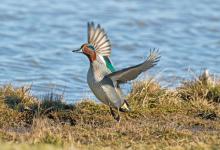 Common Teal DM0414