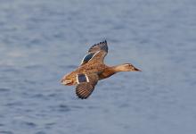 Female Mallard in Flight DM1644