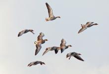 Greylag Geese in Flight 2 DM0400