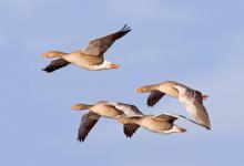 Greylag Geese in Flight 7 DM0410