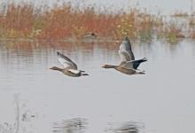 Greylag Geese in Flight DM1695