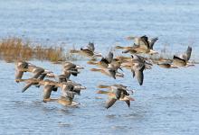 Greylag Geese in Flight DM1696