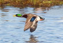 Mallard Drake in Flight 5 DM0406