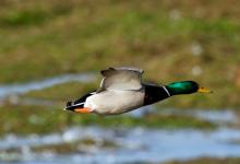 Mallard Drake in Flight DM1646