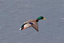 Mallard Drake in Flight DM1647