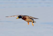 Mallard Drake in Flight DM1648