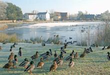 Mallard at a Village Pond DM1645