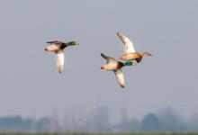 Mallard in Flight  DM1649