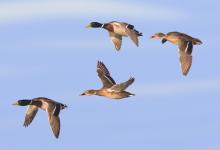 Mallard in Flight DM0417