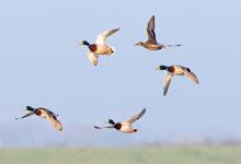 Mallard in Flight DM1650