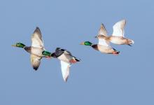 Mallard in Flight DM1651