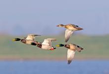 Mallard in Flight DM1652