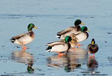 Mallard on Ice  DM1653