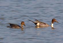 Pair Pintail Ducks