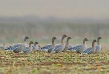 Pink-footed Geese DM1697