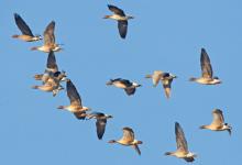 Pink-footed Geese in Flight 2 DM0402