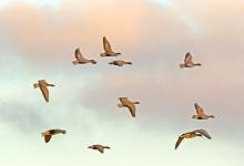 Pink-footed Geese in Flight 5 DM0407