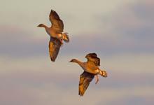 Pink-footed Geese in Flight 8 DM0412