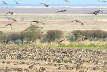 Pink-footed Geese on Stubble 2 DM0403