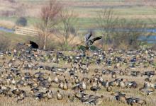 Pink-footed Geese on Stubble 3 DM0404