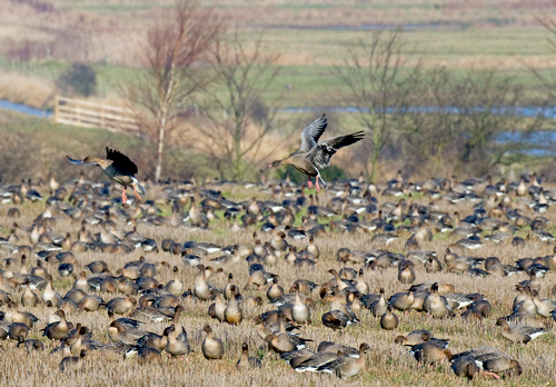Pink-footed Geese on Stubble 3 DM0404