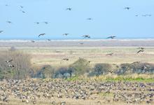 Pink-footed Geese on Stubble 4 DM0405