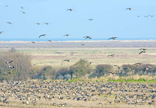 Pink-footed Geese on Stubble 4 DM0405