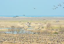 Pink-footed Geese on Stubble 5 DM0408