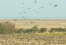 Pink-footed Geese on Stubble 6 DM0409