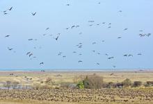 Pink-footed Geese on Stubble 7 DM0411