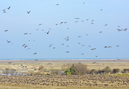 Pink-footed Geese on Stubble 7 DM0411