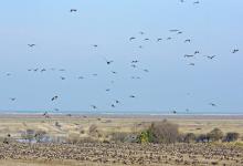 Pink-footed Geese on Stubble 8 DM0413