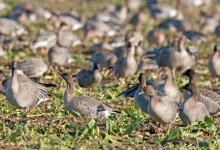 Pink-footed Geese on Sugar Beet 2 DM0401