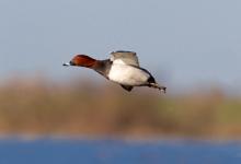 Pochard Drake in Flight DM0418