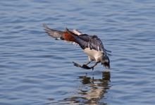 Pochard Duck