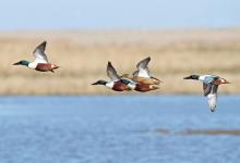 Shoveler Ducks in Flight DM0415